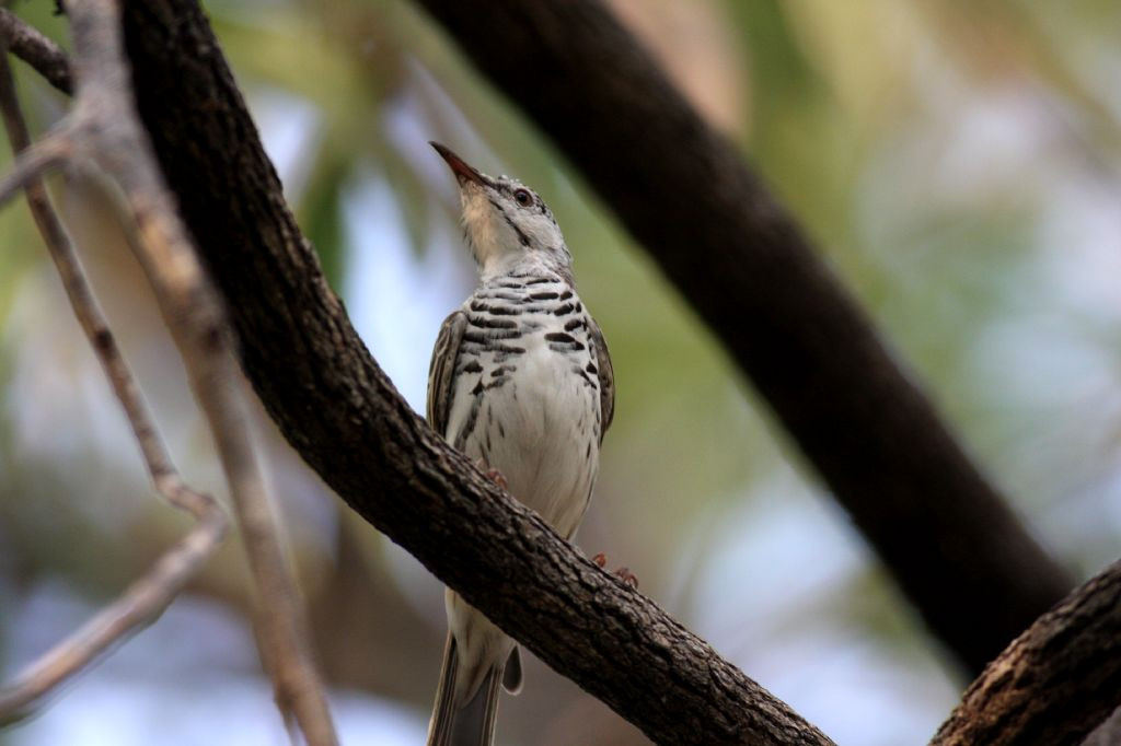 image Bar-breasted Honeyeater
